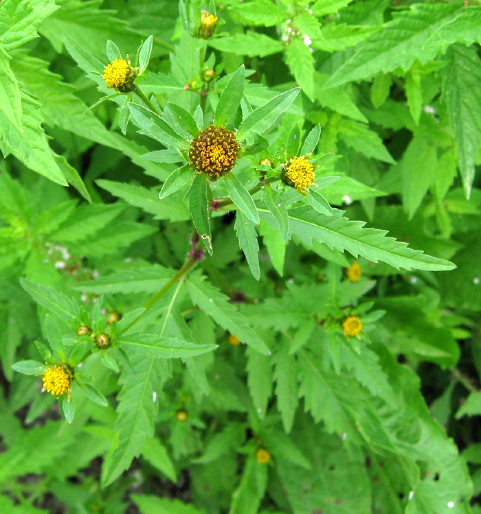 Plant Image